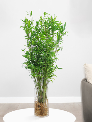 武汉室内盆景、花卉养护与园林绿化工程全解析