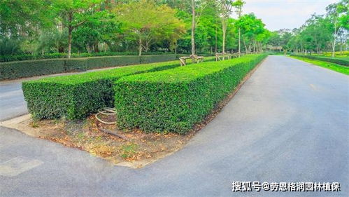 园林绿化与体育场地设施一体化施工与养护方案