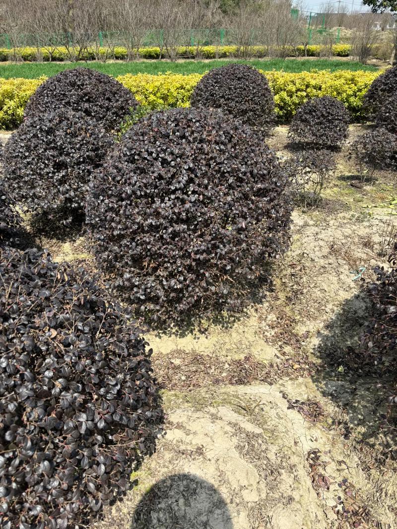 从苗木到园林 厂房绿化工程中的全链条服务