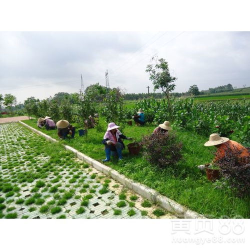 肇庆园林绿化工程施工 营造山水名城生态画卷