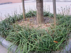 园林景观与体育设施 从设计图纸到植物图鉴的全面资源导航