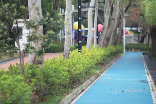 小区绿化施工全攻略 从规划到养护的核心要点