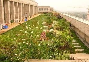 市园林绿化局检查我区屋顶绿化工程，助力城市生态建设