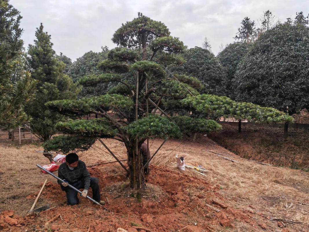 乐安县古樟湾四季花海 园林绿化与体育设施一体化建设施工现场纪实