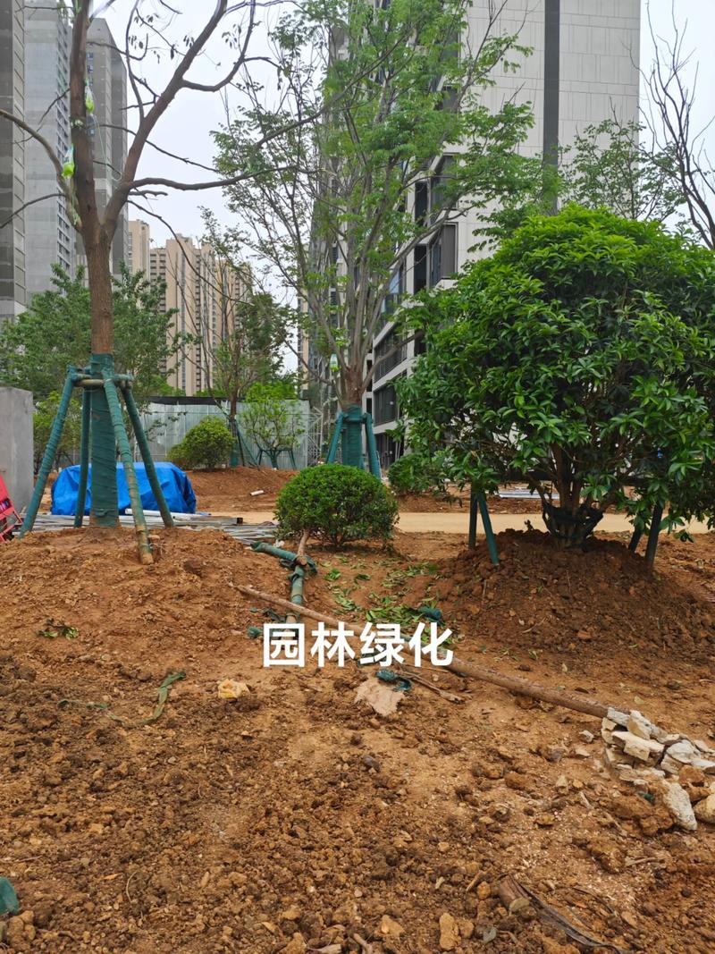 光谷中央公园体育场地设施工程建设提速，绿色生态与全民健身协同发展