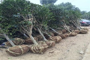 肥西 中国园林绿化苗木的重要产地与卓越的园林绿化工程施工