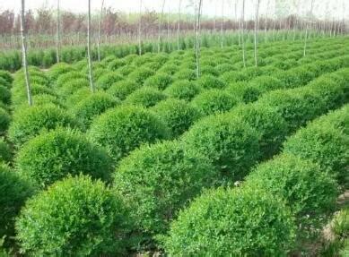 绿化工程公司命名指南 三字名称大全与园林绿化施工要点