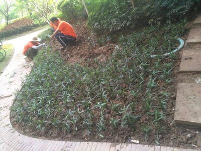 匠心铸绿 园林绿化工程中的重复之美