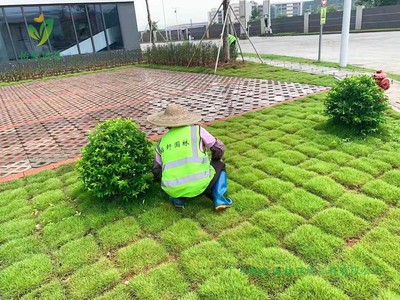 宝裕(佛山)再生资源高明新厂区园林绿化工程施工方案与技术要点
