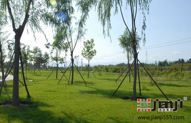 园林绿化工程施工与苗木种植全流程解析